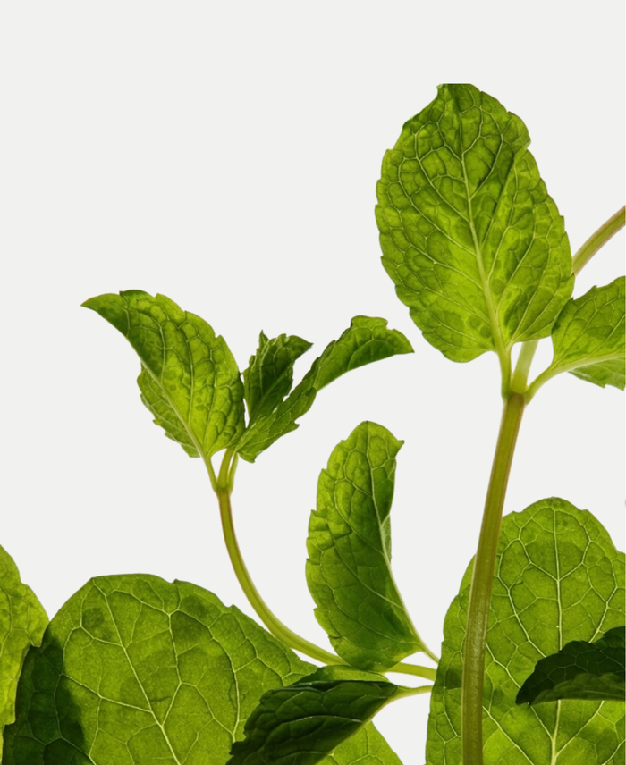 Peppermint Leaf Extract