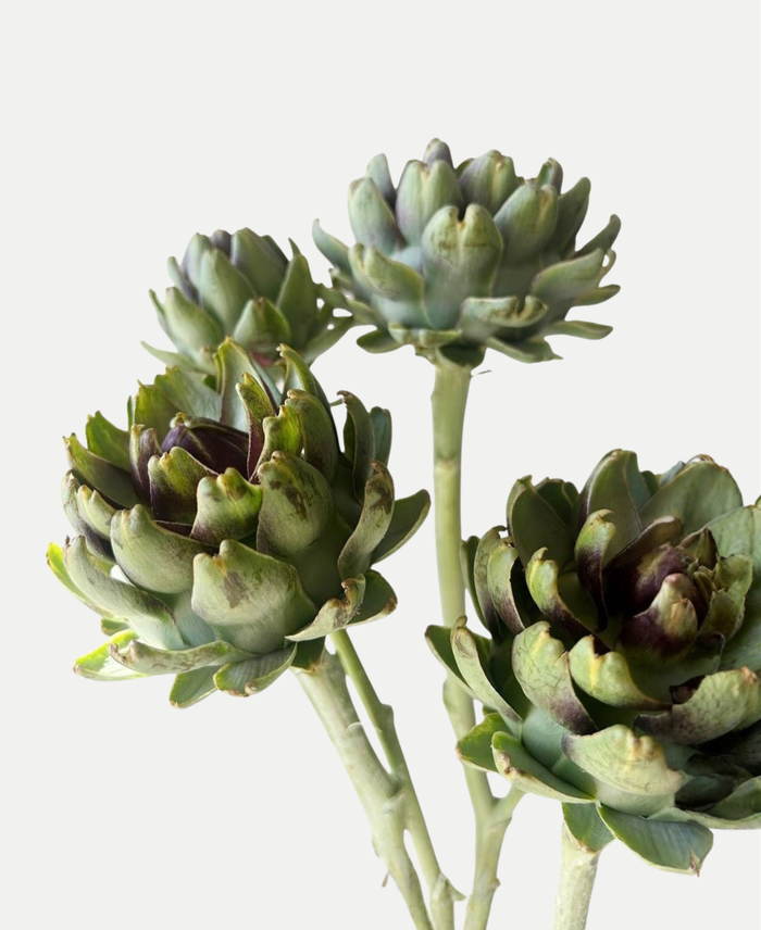 Artichoke Leaf Extract