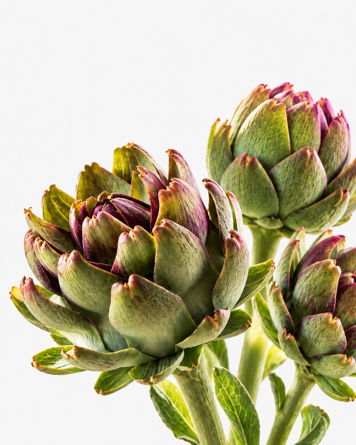 Artichoke Leaf Extract