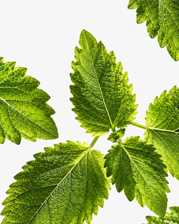 Peppermint Leaf Extract